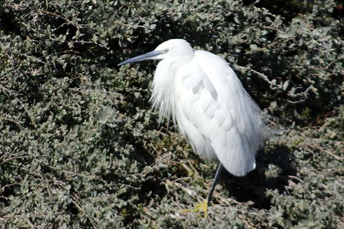 Aigrette garzette img_06661