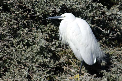 Aigrette garzette img_06662