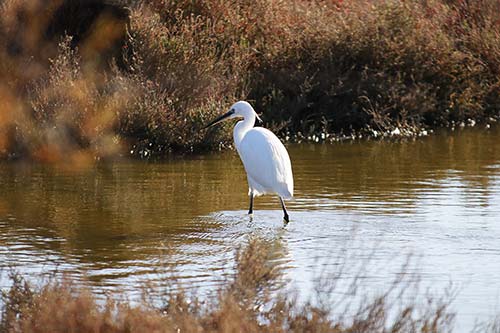 Aigrette garzette img_06742