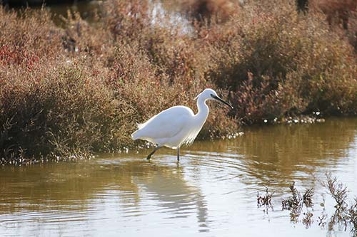 Aigrette garzette img_06743