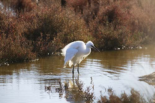 Aigrette garzette img_06745