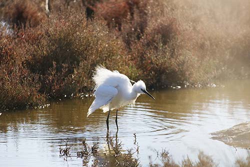 Aigrette garzette img_06746
