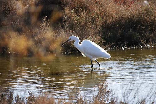 Aigrette garzette img_06751
