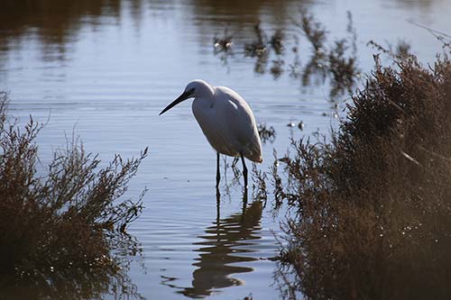 Aigrette garzette img_06754