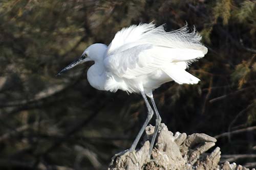 Aigrette garzette img_06900