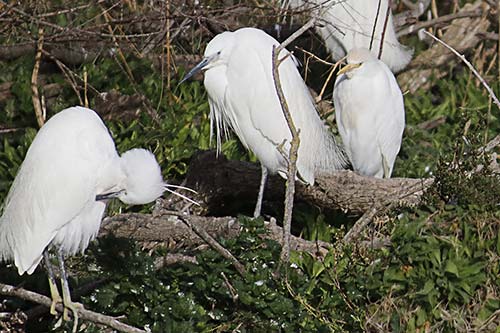 Aigrette garzette img_07140