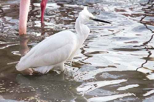 Aigrette garzette img_08158