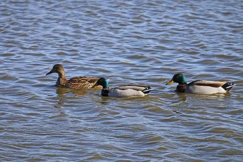 Canard colvert img_06724