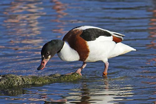 Tadorne de Belon img_06889