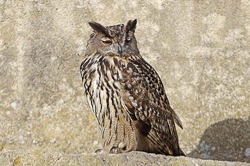 Hibou Grand-Duc img_07126