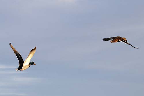 Couple de Canards colvert img_07308