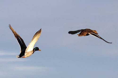 Couple de Canards colver img_07308a
