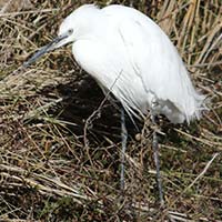 Les Aigrettes img_06470