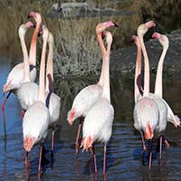 Les Flamants 1 img_06576