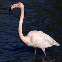 Les Flamants 1 img_06630