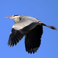 Les Herons 2 img_06701