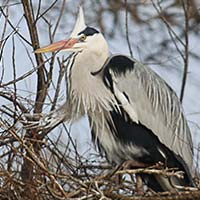 Les Herons 1 img_07151