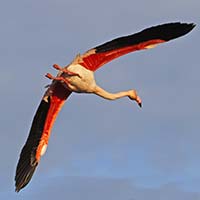 Les Flamants 1 img_07298