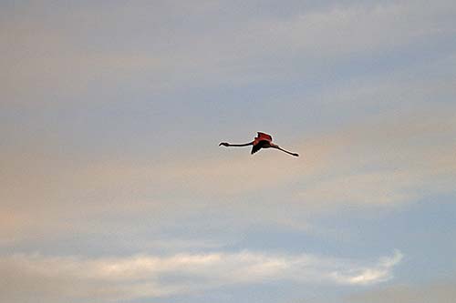 Flamant rose img_07022