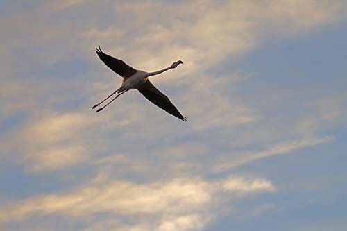 Flamant rose img_07023