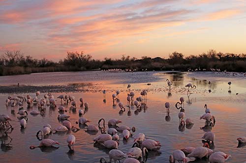 Flamant rose à la tombée de la nuit img_07036