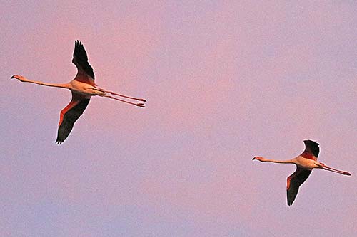 Flamant rose à la tombée de la nuit img_07040