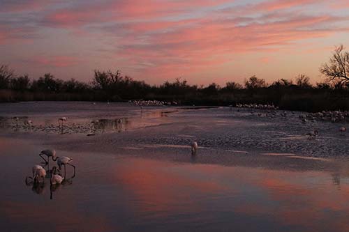 Flamant rose à la tombée de la nuit img_07043