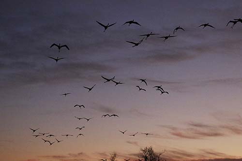 Flamant rose à la tombée de la nuit img_07068