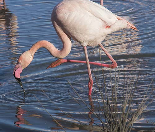 Flamant rose img_06277