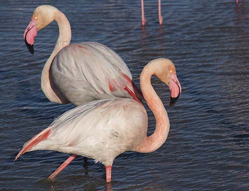 Flamant rose img_06329
