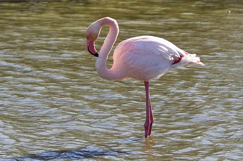 Flamant rose img_06518