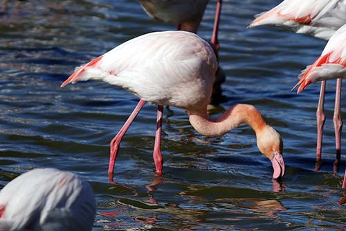 Flamant rose img_06525