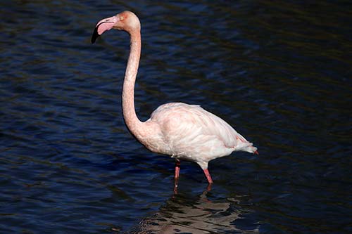Flamant rose img_06630