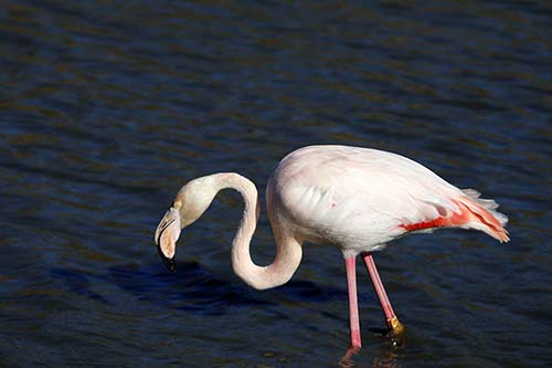 Flamant rose img_06633