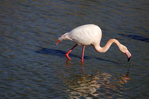 Flamant rose img_06644