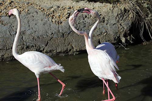 Flamant rose img_06681