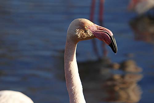 Flamant rose img_06929