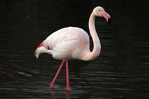 Flamant rose img_07014