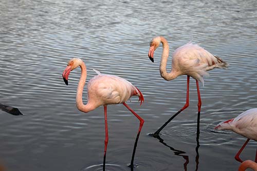 Flamant rose img_07325