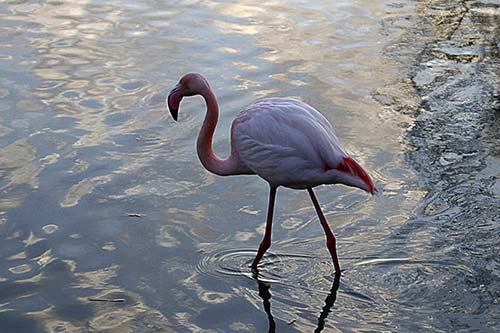 Flamant rose img_07338