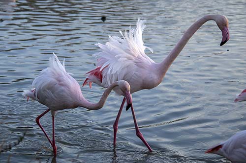 Flamant rose img_08356