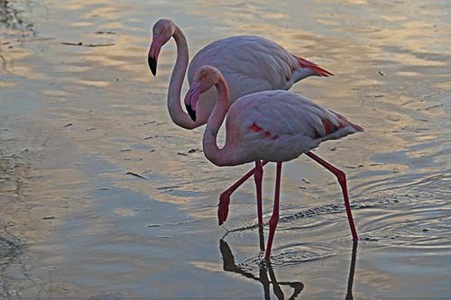 Flamant rose img_08371