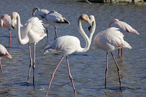 Les Flamands Roses img_06530