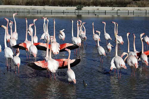 Les Flamands Roses img_06555