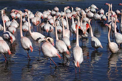 Les Flamands Roses img_06571