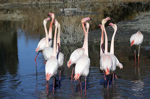 Les Flamands Roses img_06576