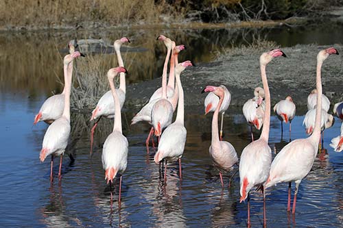 Les Flamands Roses img_06579
