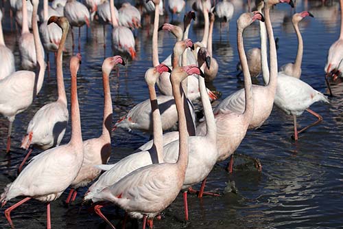 Les Flamands Roses img_06584