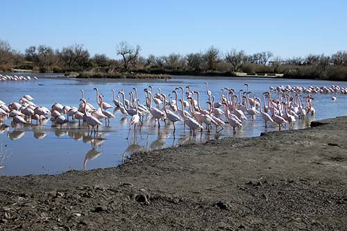 Les Flamands Roses img_06595