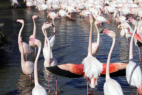 Les Flamands Roses img_06671